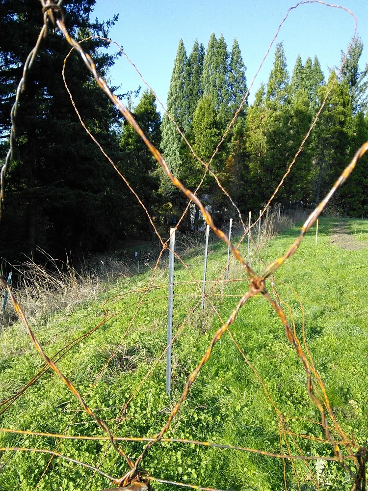 Borders, Boundaries, & Transition Zones — Julia March Crocetto